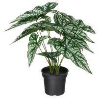 FEJKA IKEA 606.008.67 Искусственное растение в горшке 15 см Cercestis mirabilis
