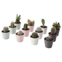 CACTACEAE КАКТУС Комнтн раст в горшке, кактус/различные растения 6 см