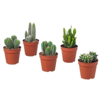 CACTACEAE КАКТУС Растение в горшке, различные растения 12 см